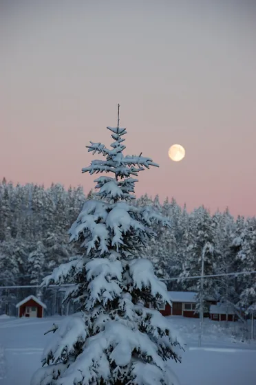 A photograph from our family diary