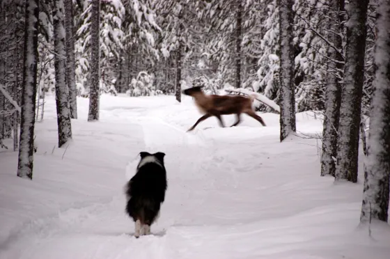Scared Reindeer