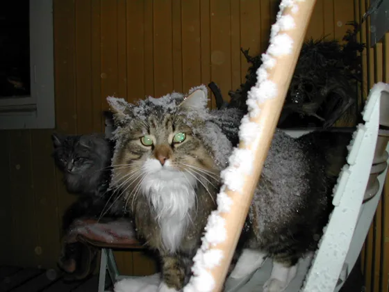 Catues 2