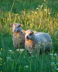 Sheep