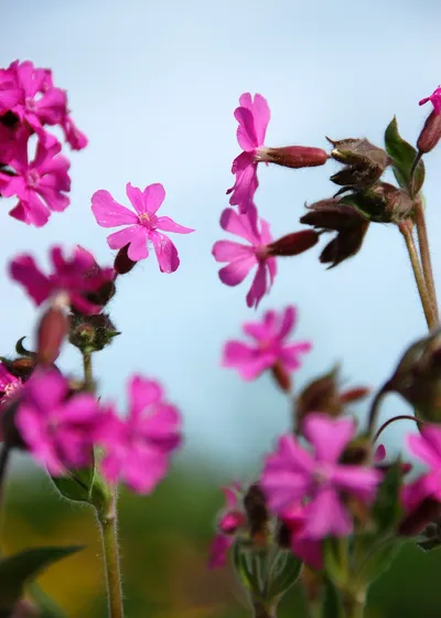 Meeting of the Flowers