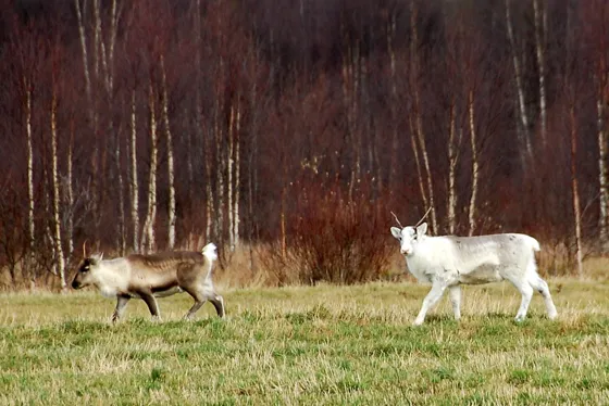 More Reindeer