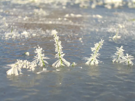 Ice Trees