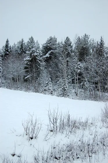 Snow