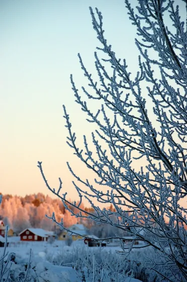 Glowing Trees