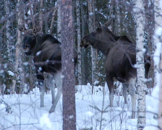 More Moose