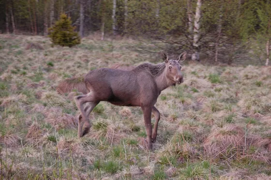 Two Young Moose