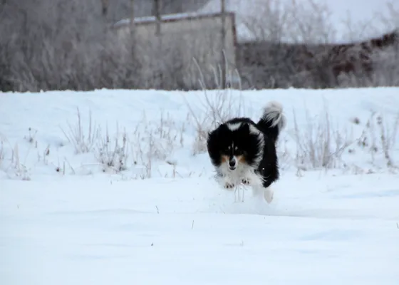 Flying Dog