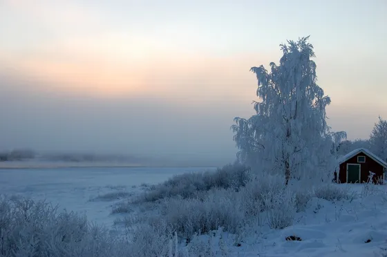 Tree White
