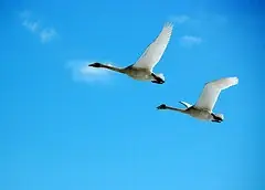 Swan