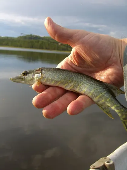 What a Catch! ;)