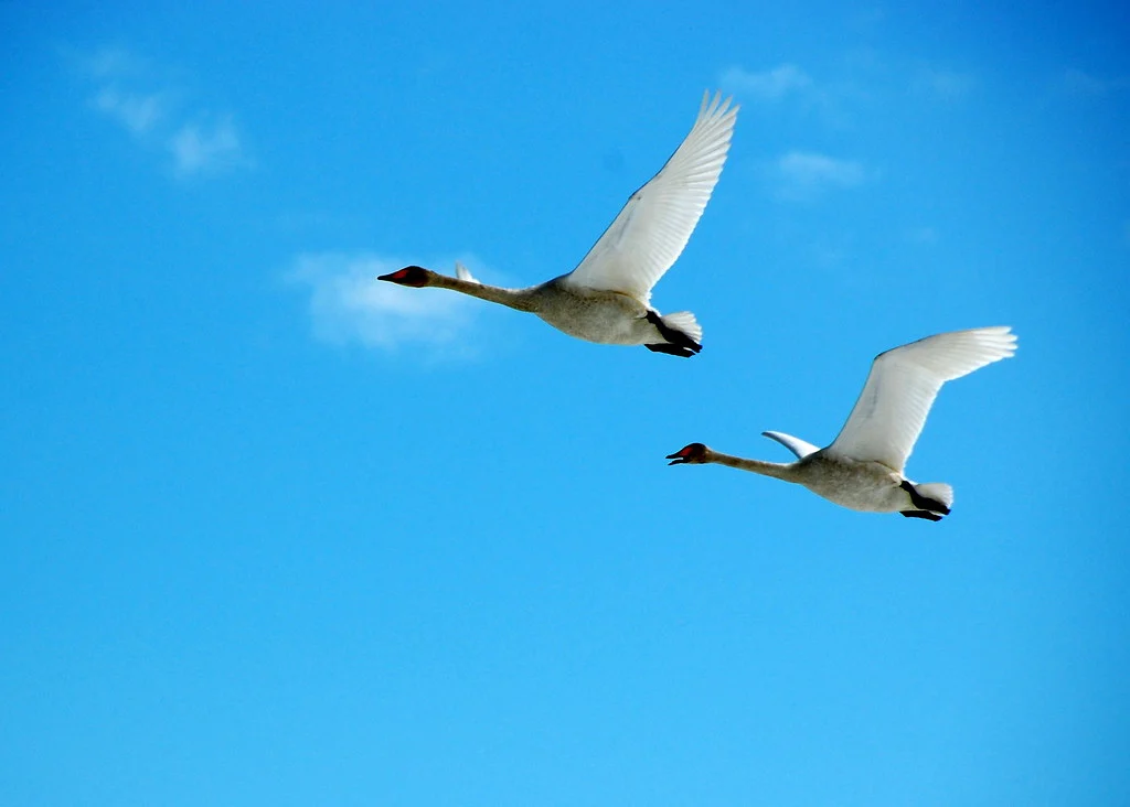 Swan